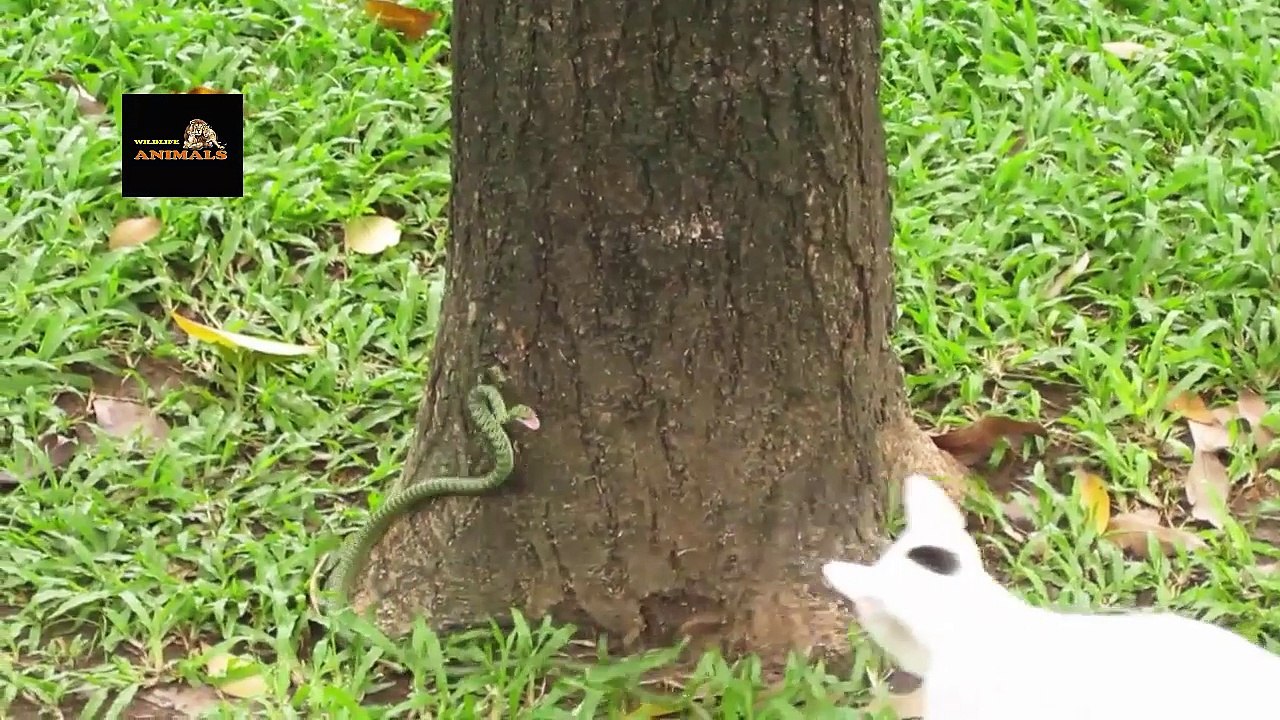 Cats Vs Snake fight || cat defeated snake