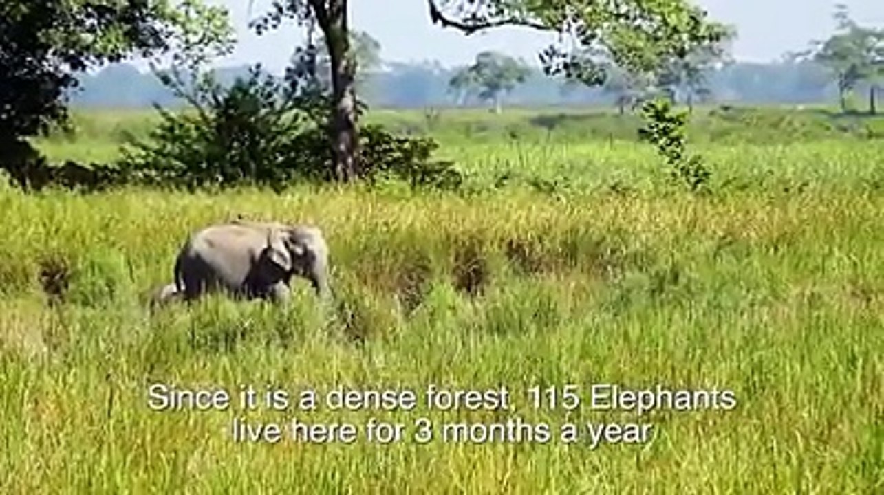 This man began planting a forest in