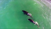 Rarely seen: killer whales attack sea lion cubs