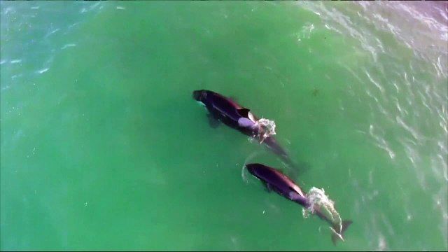 Rarely seen: killer whales attack sea lion cubs