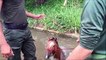 Un cheval se retrouve coincé dans un canal rempli d’eau et échappe de justesse à une mort certaine !