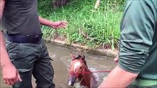 Un cheval se retrouve coincé dans un canal rempli d’eau et échappe de justesse à une mort certaine !