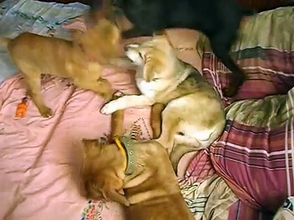 Lutte Tosa Doberman Malamute chiots jouer sur le lit vidéo amusant et mignon