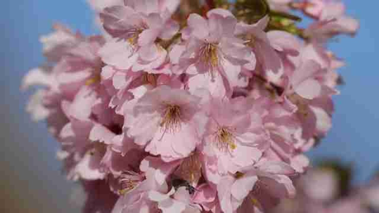 Los cerezos en flor dan la bienvenida a la primavera en Alemania
