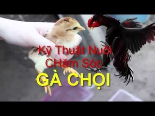 Cách Chăm sóc , Và Tập Luyện Cho Gà Chọi