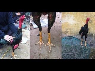 TOP 5 THẦN KÊ , Thần Gà Không Bao Giờ Bại Trận