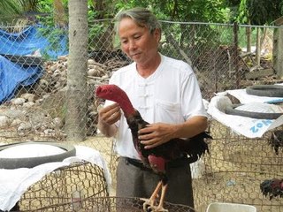 Truyện gà chọi [audio] ✔️ - Cậu chủ tôi Nghèo Lắm  ( Mới )