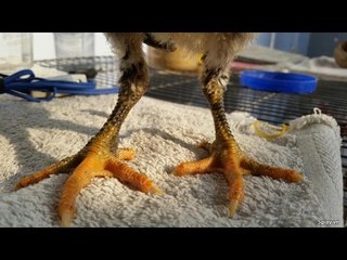 Hướng dẫn cách xem vẩy gà chọi có tài