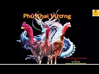 Thành tích XÁM Messi 19 độ kết trong Phủ Khai Vương (Gà Chọi Hay)