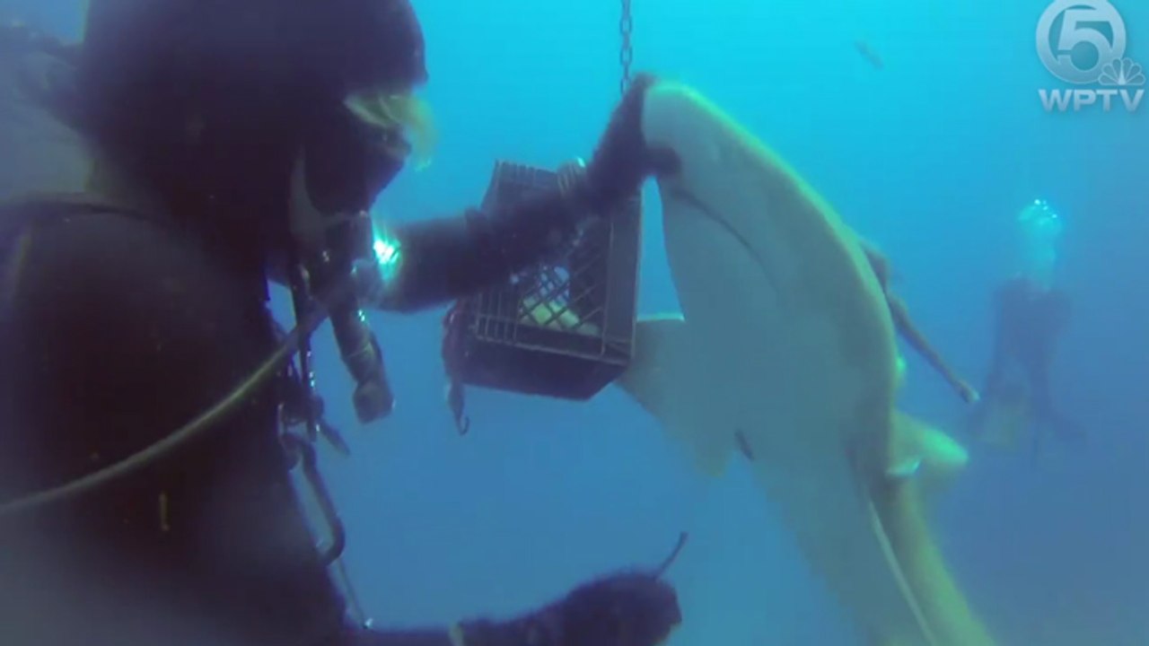 Il retire un hameçon coincé dans le ventre d'un requin
