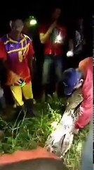 Video Orang Tewas Ditelan Ular Phyton, Seorang Warga Desa Salubiro, Mateng