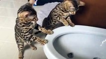 Regardez ces chatons Bengale adorable jouer avec un jet d'eau