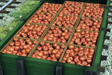 1 Thomas' Tall Friend (US)