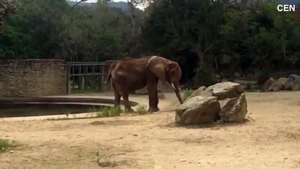 Elephant starving because zoo can’t afford to feed her