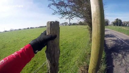 Cyclist helps out sheep stuck with all four legs up in the air