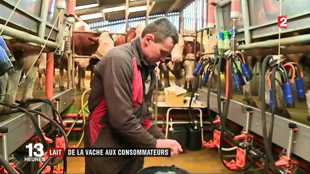 Lait : de la vache aux consommateurs