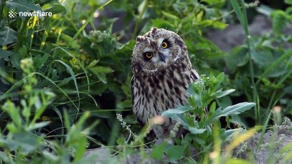 Owl can twist her head almost 180 degrees