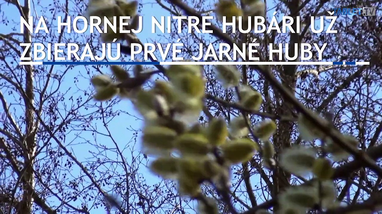 Na hornej Nitre už hubári zbierajú prvé jarné huby smrčkovce české