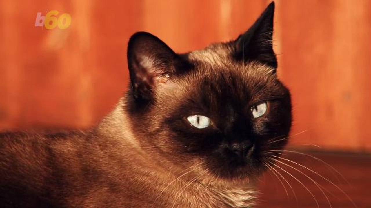 Cats are Nice, According to Science