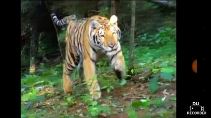 Let's Watch Baby Dolittle World Animals (2001) Part 2