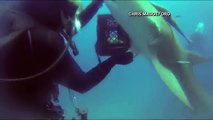 Diver Removes Hook From The Belly Injured Shark