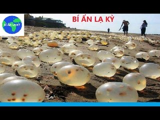 Sốc trước những quả trứng của người "ngoài hành tinh" dọc bãi biển