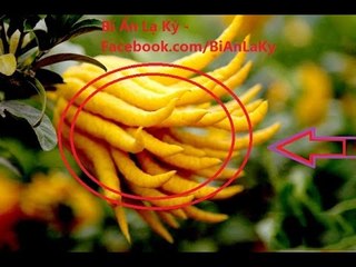 Phật thủ - Loại quả "nghìn tay" này là gì mà nhà nào cũng muốn mua để trưng vào dịp Tết