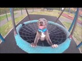 Delighted Dog Enjoys Swinging Around