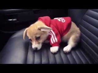 Hoodie-Wearing Corgi Tries to Dig Hole in Car Seat