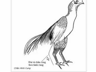 Gà chọi Việt ✔️ - Cách chọn gà chọi tốt phần 7,8