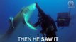 Ce plongeur sauve un requin en retirant un hameçon coincé dans son ventre