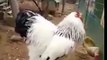 This giant rooster seems straight out of Jurassic Park. Its size will leave lasting impressions!