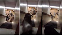 Os 10 cães mais disciplinados e pacientes que vais ver hoje... TOP!