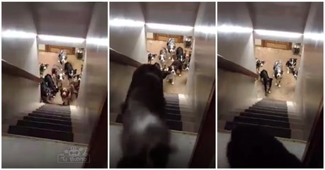 Os 10 cães mais disciplinados e pacientes que vais ver hoje... TOP!