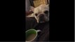 French Bulldog really loves his coffee