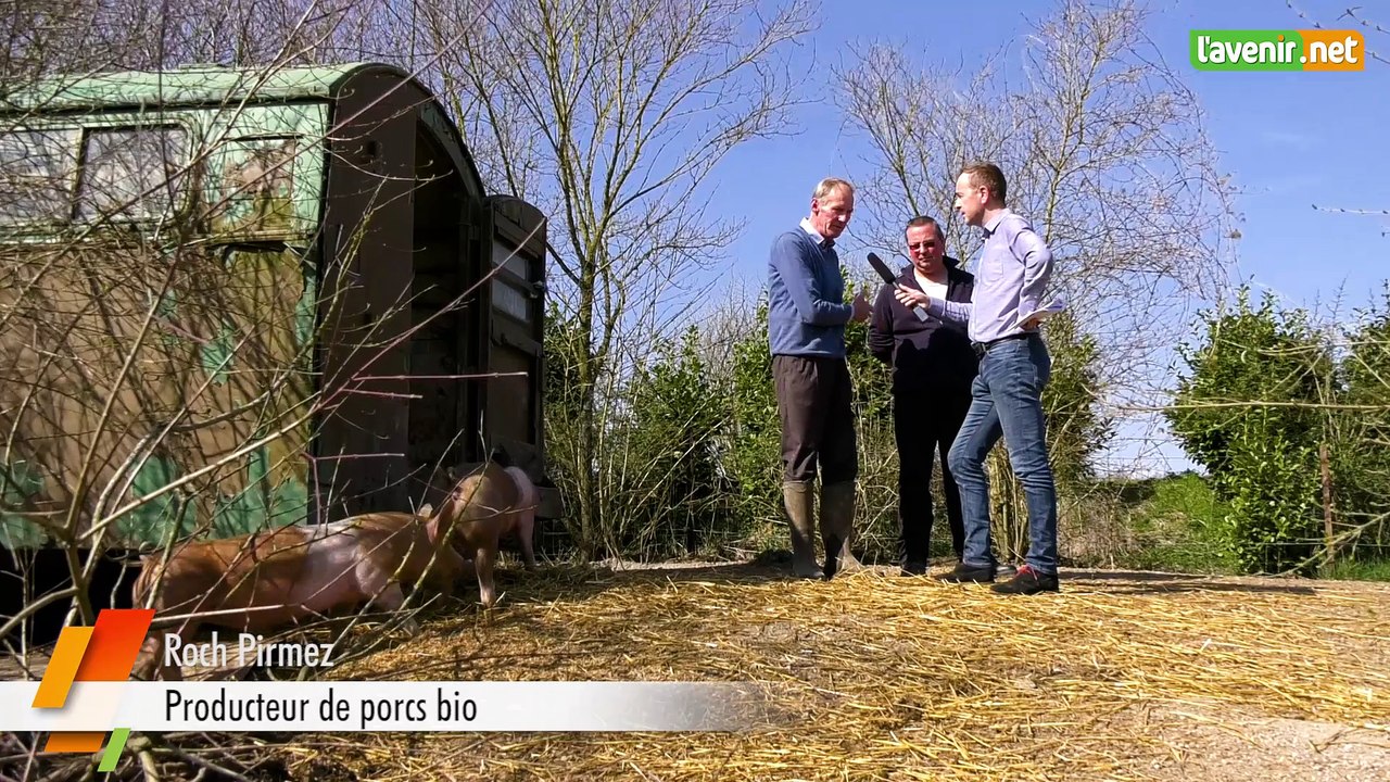 L'Avenir - Les producteurs de cochons bio se fédèrent