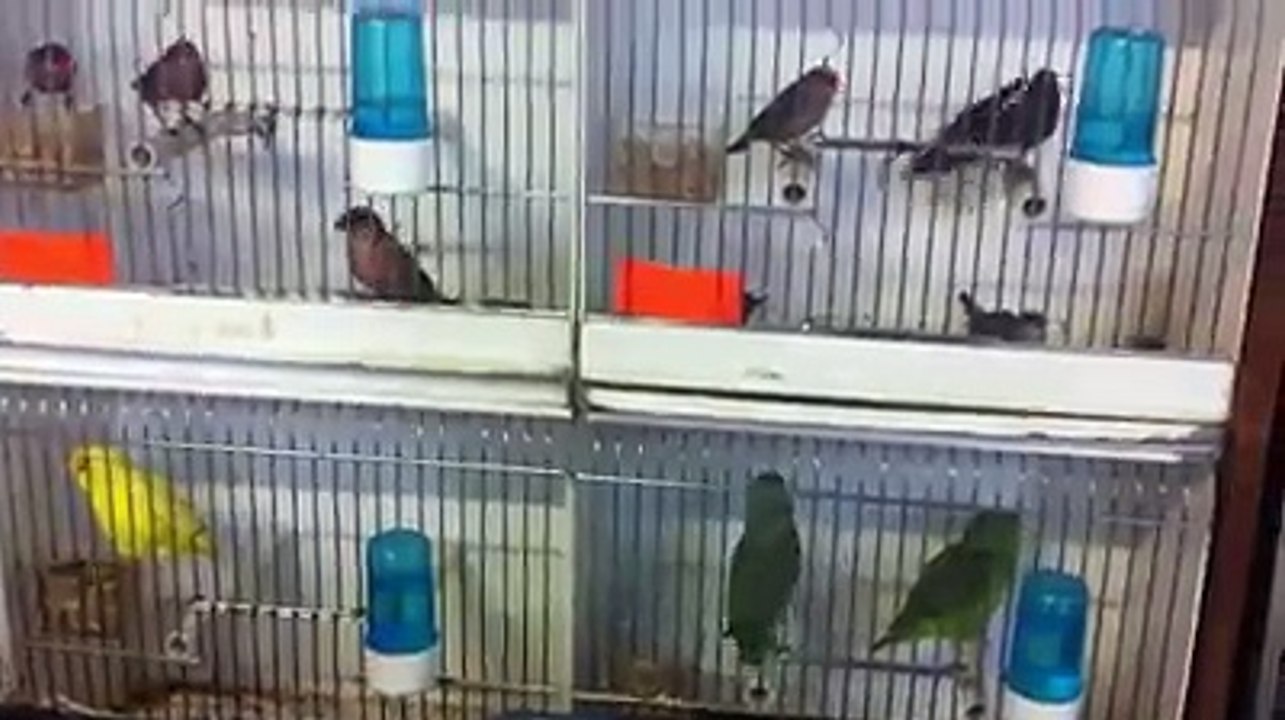Marché aux oiseaux paris 2017