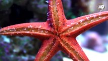 Deniz yıldızı- bir yıldız görünümünde deniz canlısı izle