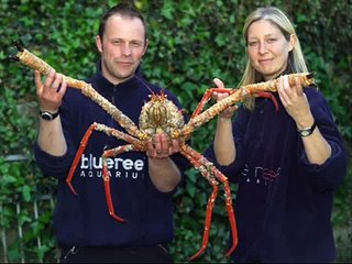 Dünyanın en büyük deniz canlıları şok olacaksınız