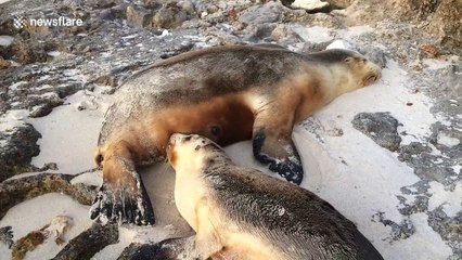 Adorable sea lion plays on beach