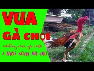 TOP những chú Gà chọi 1 thời làm VUA ( Bắc , Trung , Nam )