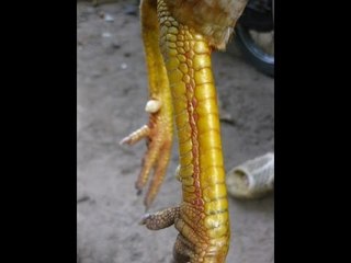 Những kiểu chân gà chọi độc và đẹp nhất VN từ trước tới nay ...