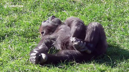 Animals relax in sunny spring weather