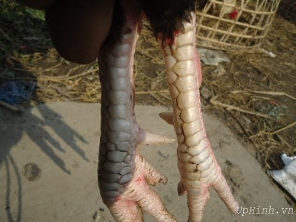 HƯỚNG DẪN cách chọn GÀ CHỌI hay theo công nghệ cổ đại