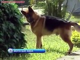 Buda köpeklere yapılan inanılmaz komik şakalar.