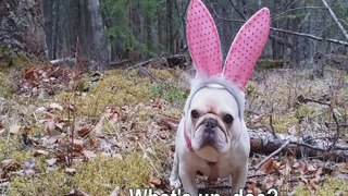 Confessions of an Easter Bunny