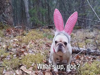 Confessions of an Easter Bunny