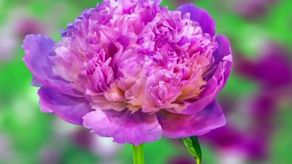 NATURAL MAGIC FLOWERS BLOSSEMS GOOD MORNING NATURE