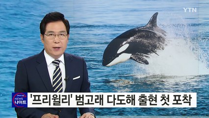 '바다 포식자' 범고래 무리 다도해 출현 첫 포착 / YTN (Yes! Top News)