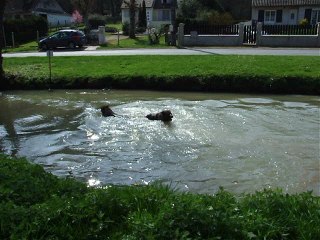GOTHAN du Domaine de Kilorff avec IDYLLE du Val d'auzon le 26/03/2017 à Nanteau sur Lunain(77)